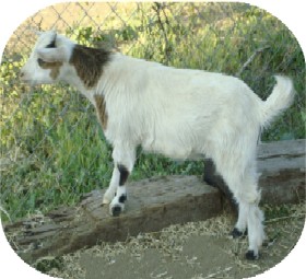 A Cappella